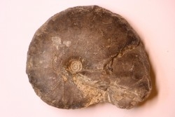 Tissotia Hedbergi - Coniacien - Perou