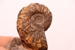 Prionocyclus hyatti  Lower cretaceous  Carlisle Formation  Osborn County, Kansas - USA