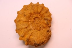 Kamerunoceras Isovokyense - low. Turonian - MADAGASCAR