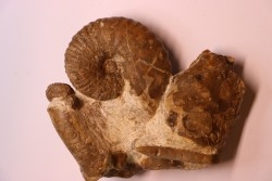 plate with  Stoliczkaia dispar  belemnite  scaphite  oursin  Upper Albian    Penzesgyor, HUNGARY