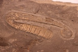 Rossalites vocontianum - Albien inf.  - niveau Paquier - Drôme, France