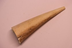 IVOIRE DE MAMMOUTH - Alaska, USA