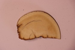 Mammoth ivory - Alaska, USA