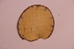 Mammoth ivory - Alaska, USA