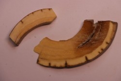 Mammoth ivory - Alaska, USA