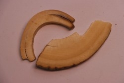 Mammoth ivory - Alaska, USA