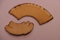 Mammoth ivory - Alaska, USA