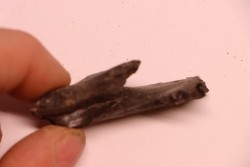 plagiolophus  minor - Eocene - Vaucluse - France