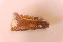 CAINOTHERIUM sp. - Miocene - Massif Centrale, FRANCE