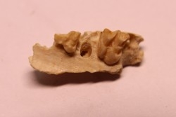 CAINOTHERIUM sp. - Miocene - Massif Centrale, FRANCE