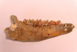CAINOTHERIUM sp. - Miocene - Massif Centrale, FRANCE