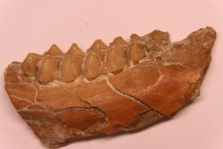 DICRACERUS sp.  Miocène  FRANCE