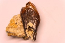 Protaceratherium minutum  Miocène  Faluns de Touraine, FRANCE
