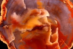 slice of wood  ARAUCARIOXYLON  Chinle Formation  Trias  ARIZONA - USA