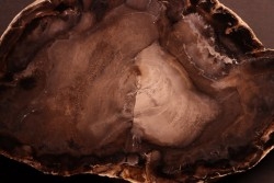 Belle tranche de BOIS SILICIFIE: CYPRES - Columbia River Basalt - Miocène - Washington - USA
