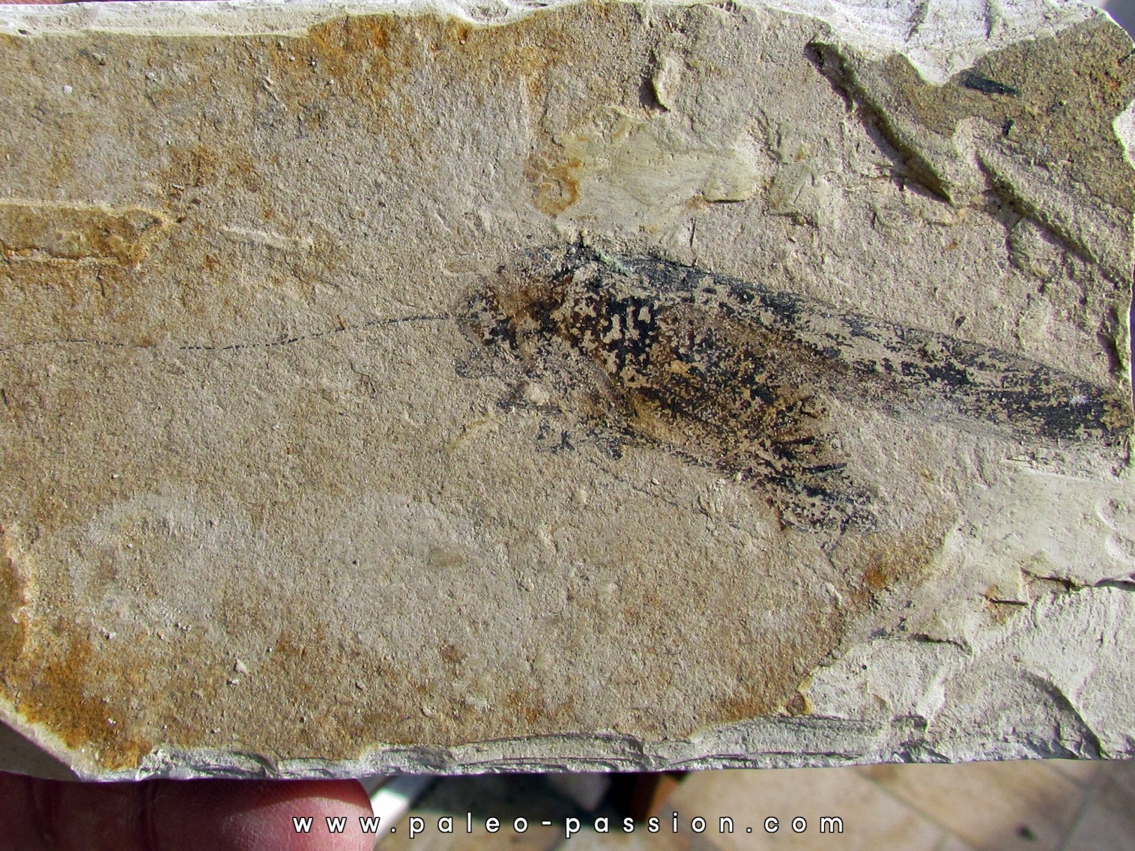 TETTIGONIA (sauterelle verte) - France -  Massif du Coiron - saint Bauzile TETTIGONIA (sauterelle verte) - France -  Massif du Coiron - saint Bauzile