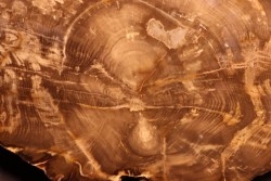 belle tranche de BOIS SILICIFIE  ARAUCARIA - Cretaceous - Australie