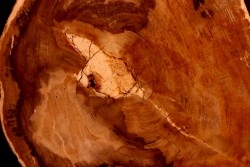 belle tranche de BOIS SILICIFIE:  MELALEUCA - Eocène - Stirling Range - Australie