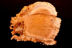 slice of wood  CYPRES - Eocène - Saulx le Chartreux, Essonne, FRANCE