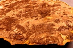 slice of wood  OAK QUERCUS - Deschutes River - Miocene - Oregon - USA