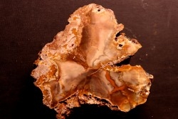 slice of wood - CONIFERE - Permian - Nouvelle Calédonie