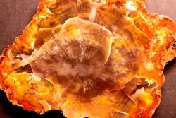 slice of wood  ARAUCARIOXYLON  Chinle Formation  Trias  ARIZONA - USA