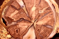 slice of wood  SCHINOXYLON - Green River Fmt - Eocene - Sweetwater County, Wyoming, - USA