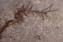 CERATOPHYLLUM MURICATUM - Eocène - Green river fmt-18 inch layer - Kemmerer, Wyoming - USA