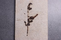 Lygodium kaulfissi - Eocène - green river fmt -18 inch layer - Kemmerer, Wyoming - USA