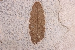 Rhus longipetiolata - Eocène - Green river fmt-18 inch layer - Kemmerer, Wyoming - USA