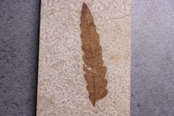 Rhus longipetiolata - Eocène - Green river fmt-18 inch layer - Kemmerer, Wyoming - USA