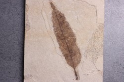 Allophylus flexifolia - Eocène - green river fmt -18 inch layer - Kemmerer, Wyoming - USA
