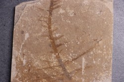 CERATOPHYLLUM MURICATUM - Eocène - green river fmt -18 inch layer - Kemmerer, Wyoming - USA