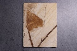 Populus wilmattae - Eocène - Green river fmt-18 inch layer - Kemmerer, Wyoming - USA