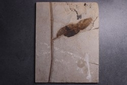 unnamed leaf - Eocène - Green river fmt-18 inch layer - Kemmerer, Wyoming - USA