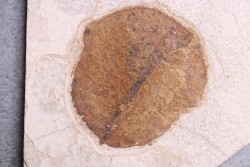 Fruit: Koelreuteria sp. - Eocène - green river fmt -18 inch layer - Kemmerer, Wyoming - USA