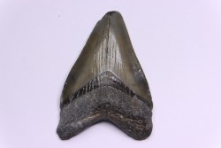 dent de requin: CARCHARODON MEGALODON