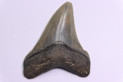 dent de requin: CARCHARODON MEGALODON