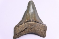 dent de requin: CARCHARODON MEGALODON