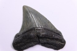 dent de requin: CARCHARODON MEGALODON