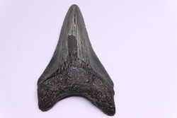 dent de requin: CARCHARODON MEGALODON