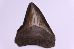 dent de requin: CARCHARODON MEGALODON