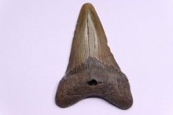 dent de requin: CARCHARODON MEGALODON