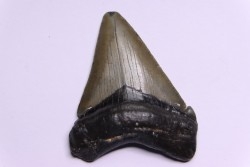 dent de requin: CARCHARODON MEGALODON