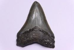 dent de requin: CARCHARODON MEGALODON