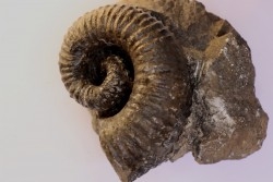 Kutatissites densecostatum - barremien - paja formation - Santander - Colombie