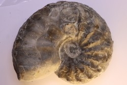CERATITES NODUSUS - Muschelkalk - Wasselone, FRANCE