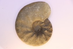 CERATITES SUBLAEVIGATUS - Muschelkalk - Lindach, Germany