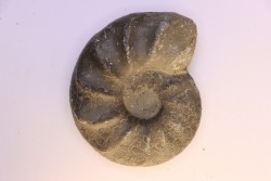 CERATITES EVOLUTUS - Muschelkalk - Lindach, Germany