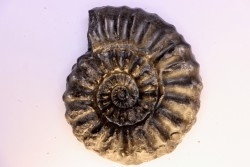 Prolyelliceras ulrichi   - Albian - Peru